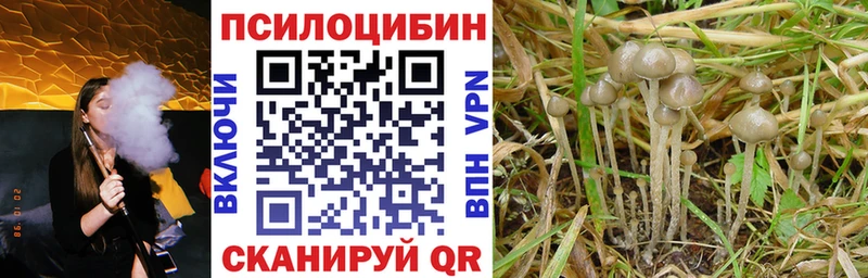 Купить закладки  Ипатово  Псилоцибиновые грибы мицелий 